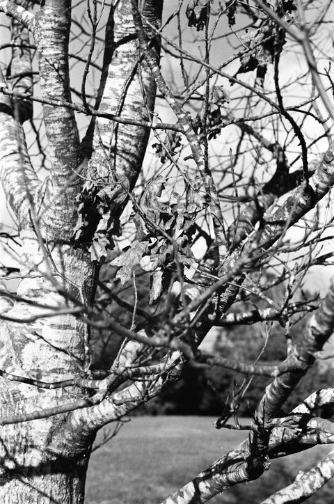 Slavich 200 Fine Grain Black & White 35mm Film – 36 Exposures
