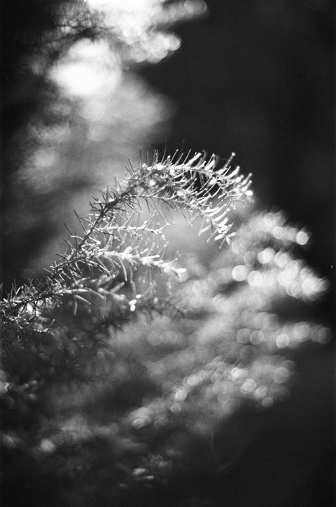 Slavich 200 Fine Grain Black & White 35mm Film – 36 Exposures